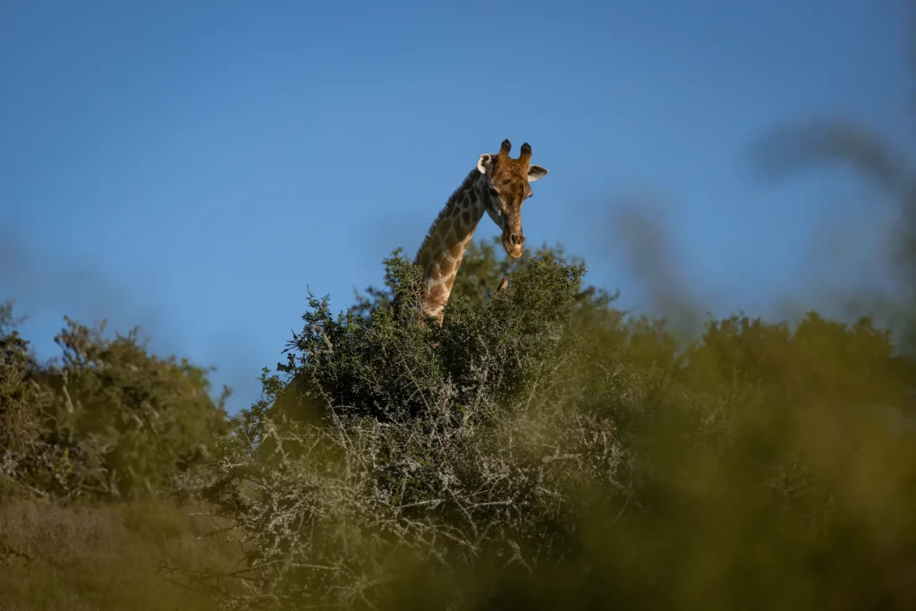 Hunting sout africa price list