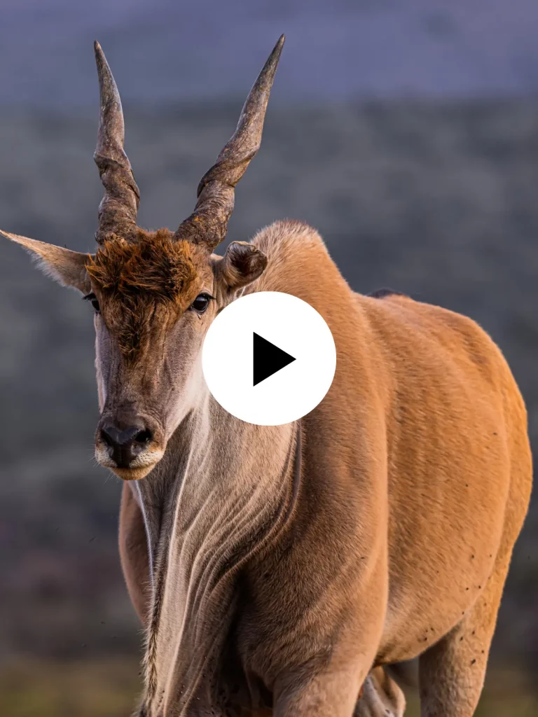 hunting safari South Africa