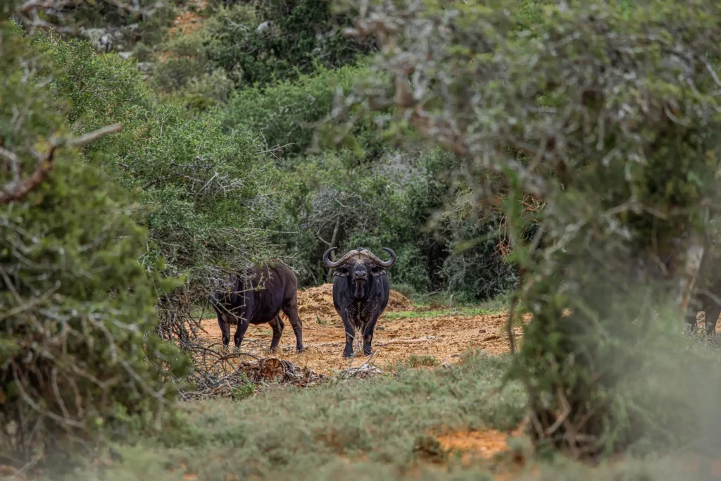 Hunting Safari South Africa